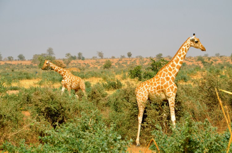 The famous Kouré giraffes. The one on the right is scratching his belly on a bush.